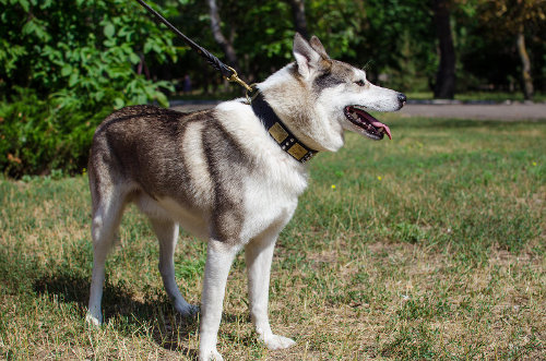 大型犬　首輪 革